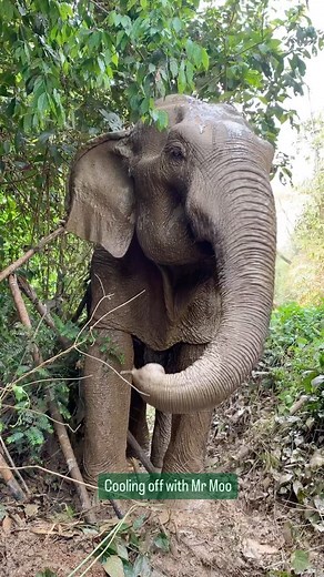 926 reactions · 45 shares | Mr Moo, throwing mud in the air, because...