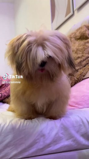 Dog's Playful Moments with a Girl