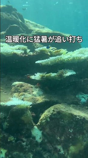 種子島のサンゴが白化 #地球温暖化
