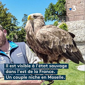 10K views · 388 reactions | Le parc de la volerie des aigles est...