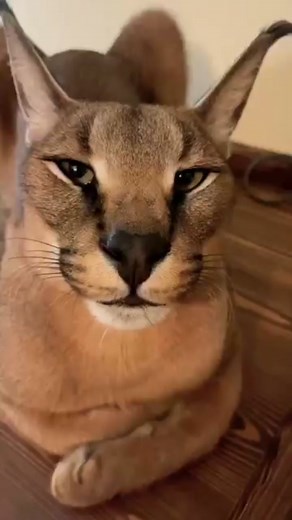 Funny and Cute Floppa Moments Compilation