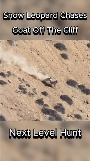 Snow Leopard Chases Mountain Goat Off The Cliff #snowleopard #goat #hunt