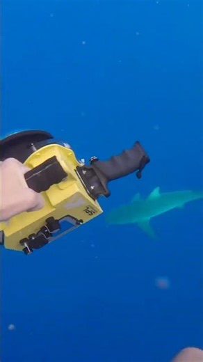 the girls were nervous at first but then they had so much fun swimming with the sharks