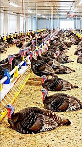 Turkish Poultry Farming Tour Inside Modern Turkey Farm Factory From Egg to Table