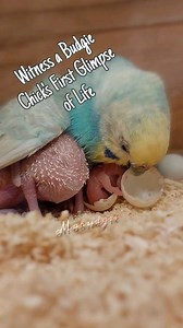 From Egg to Life.A Budgie Chick's Incredible Journey Begins. Did this video make you happy let me know that 🎖 #budgies #budgiesbreeding #Pets #budgiesparakeet #Budgiereel #animals #birds #Mobudgie #parrots #birdswatching #everyone | Mo Budgie