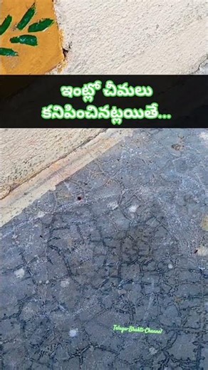 ఇంట్లో చీమలు కనిపించినట్లయితే... || #dharmasandehalu #fips #anta #shorts