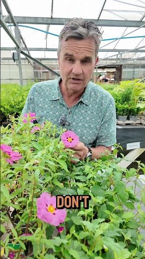 Cistus flowers are starting to open