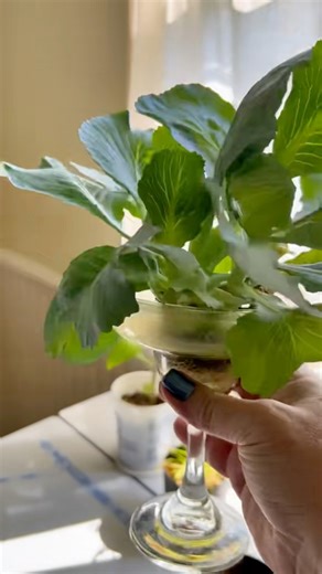 This is also a fun project to do with kids! If you’re looking for the fastest results, go with a Scallions and Celery. You can find those on my previous 2 videos. There’s also more to come!🥰💚 #OptimisticKitchen #gardening #happyeating #happygrowing #makeyourkitchenyourhappyplace #ReduceFoodWaste #GrowFood #growyourfood #ScrapGarden #GrowFromScraps #growyourscraps #cabbagehack | Optimistic Kitchen