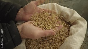 Farmer's Fodder Barley/A farmer prepares a stockpile of feed for his cattle