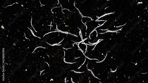 Timelapse of the growth of the root system of a plant in soil