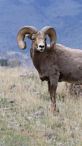 148K views · 6.9K reactions | A big Montana ram showing off all the angles. #Photography #wildlife #nature #montana #goodbull #ram #wildsheep #bighornsheep #wildsheepfoundation | Good Bull Outdoors | Facebook
