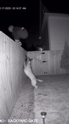 Maligator Mom on Instagram: "Belgian Malinois takes down burglar"