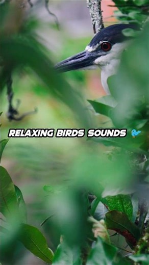 Peaceful Morning Birds Sounds 🌿 | Relaxing Nature Sound for Sleep, Study & Stress Relief