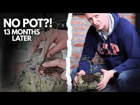 Can a Japanese Maple Bonsai Survive on Pure Rock? (13 Month Update)