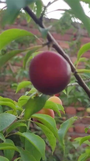 Organic Plum Part- 2 #organic #fruit