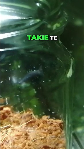 These fish only live for one season! 😱⏳ #aquariumhobby