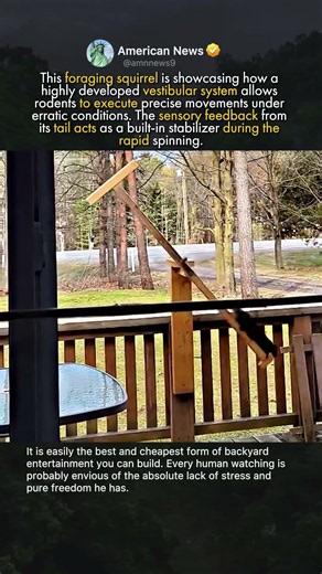 THE GYMNASTIC BACKYARD SQUIRREL