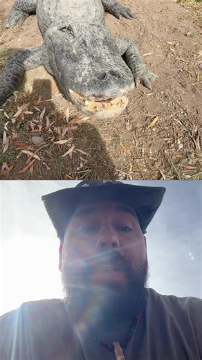 How do you tell the difference between an alligator and a crocodile? Alligators tend to not have as much color to them. They tend to be a dark gray to black in color. #alligator #gator #color #coloradogators #foryoupage