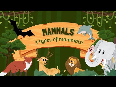 Amazing Mammals Everywhere!🦁🐬🦇 #scienceforkids #mammals