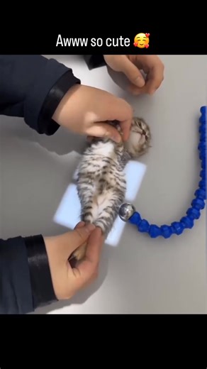 Catogram | 𝐈𝐧 𝐭𝐨𝐝𝐚𝐲’𝐬 𝐞𝐝𝐢𝐭𝐢𝐨𝐧 𝐨𝐟 #𝟏𝟎𝐓𝐡𝐢𝐧𝐠𝐬, 𝐬𝐩𝐞𝐧𝐝 𝐚 𝐜𝐨𝐳𝐲 𝐟𝐚𝐥𝐥 𝐝𝐚𝐲 𝐚𝐭 𝐡𝐨𝐦𝐞 𝐢𝐧 𝐋𝐨𝐧𝐝𝐨𝐧 𝐰𝐢𝐭𝐡 𝐚𝐜𝐭𝐫𝐞𝐬𝐬 @𝐲𝐚𝐳𝐝𝐞𝐦𝐚𝐧𝐝 (𝐘𝐚𝐬𝐦𝐢𝐧 𝐅𝐢𝐧𝐧𝐞𝐲) 𝐫𝐞𝐚𝐝𝐢𝐧𝐠 𝐬𝐜𝐫𝐢𝐩𝐭𝐬, 𝐬𝐭𝐫𝐨𝐥𝐥𝐢𝐧𝐠... | Instagram