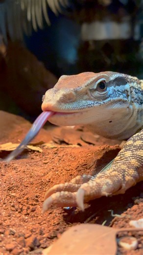 🦎✨ Ramseys the Sand Goanna says Happy World Lizard Day! ✨🦎 We’re scaling up the celebrations with some snappy facts and a whole lotta reptile love! Ramseys put up his claw to show off his best poses! 💪 DID YOU KNOW… 🦎 Many lizards can completely drop their tails to escape predators! 🤯 🦎 There are over 7,000 species worldwide! 🌏 🦎 Some can even change colour to blend in, while others prefer to show off their best ‘outfits’. 💃 Come meet our totally clawsome lizard mates on the Wildlife Tr