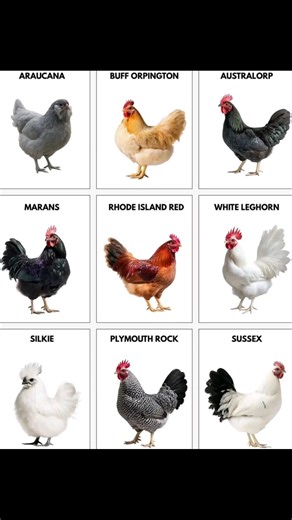 60K views · 298 reactions | Chicken Breeds #chicken | Farming Tech& Business | Facebook