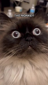 187K views · 10K reactions | silly Noodle | Friendly Noodles | Facebook