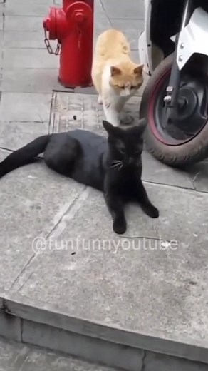 Fun & Funny 2.0 on Instagram: "Funny Videos Compilation 🤣🤣 #funfunnyoutube #funny #animal #voiceover #comedy #reels . Follow For More ❤️"