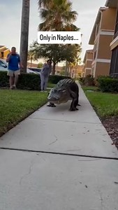 You never really get used to it. One minute you are walking to your car. The next minute a prehistoric giant is cruising down a Naples sidewalk like it owns the zip code. Moments like this remind you that Southwest Florida is still wild at its core. The gators were here long before the condos and the palm lined communities and every now and then they show up to remind everyone who actually runs the place. There is something surreal about seeing a full size alligator move with that slow, heavy co