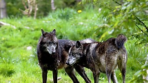 Wilki zagryzły stado owiec. Rolnicy boją się o swoje zwierzęta