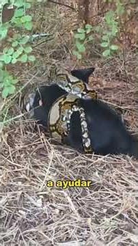 Rescuing a Cat Trapped by a Snake. #animals #fyp #Friendship #Us