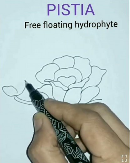 How to draw pistia easily/ How to draw a free floating hydrophyte easily
