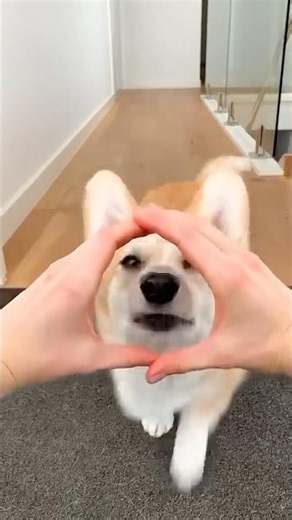 cute corgi action 😍😍😍