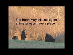 2.6K views · 144 reactions | Oso, A grizzly story about a brown bear (Ursus Arctos). A former circus subjected to a brutal circus life and a worse life at two "roadside zoos" in Ontario, Canada. Lived to his life's end (year 2000) at the Bear With Us Sanctuary - www.bearwithus.org . | Bear With Us Centre for Bears - Rehabilitation, Education, Sanctuary | Facebook