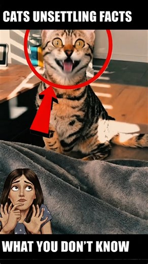 Cats Are Talking Just Not With Meows