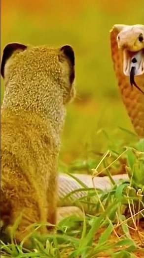 Meerkat vs Cobra: The Wild's Ultimate Showdown #meerkat #cobra #snake #animals #wildlife #fighting