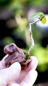 コナラをkob鉢に植えました【盆栽Q】