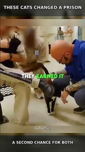They Put Rescued Cats in Prison… Then Everything Changed 🐈