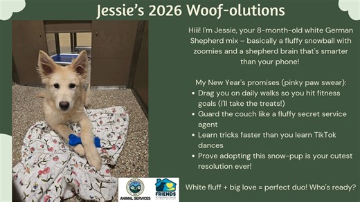 Update: Adopted 🐾 Jessie's 2026 Woof-olutions! 🐑✨ Hiii! I'm **Jessie**, your 8-month-old white German Shepherd mix – basically a fluffy snowball with zoomies and a shepherd brain that's smarter than your phone! ❄️🧠 **My New Year's promises (pinky paw swear):** - Drag you on daily walks so you hit fitness goals (I'll take the treats!) 🏃‍♂️🍖 - Guard the couch like a fluffy secret service agent 🛋️🕶️ - Learn tricks faster than you learn TikTok dances 🤸‍♂️📱 - Prove adopting this snow-pup is 