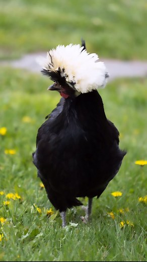 94 reactions · 22 comments | Let’s celebrate our breed of the week! 拾...