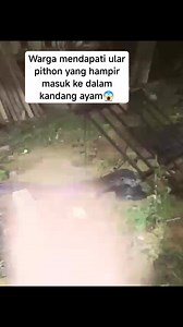 Pithon hampir masuk ke dalam kandang ayam😱 | Papadom Kandou