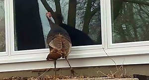 Turkey Breaking and Entering Thwarted by... The Turkey Itself