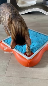 1.8K views · 11 reactions | ‍⬛ Can cats play with dog puzzles? 里 Oh YES they can   Watch clever @bengals.home first attempt with the Challenge Slider, a dog puzzle in level 3 朗  Linktree in my profile where to find @nina_ottosson Dog & Cat Puzzle Games 里 by @outwardhound and @catstages in stores, online and on Amazon by country  #ninaottosson #catpuzzle #dogpuzzle #cats #dogs #kitten #bengalcat #pets | Nina Ottosson Puzzles | Facebook