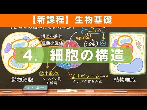 【生物基礎】4 細胞の構造