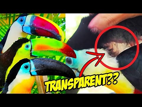Do Toucans Have Transparent Skin? | Toucan Myths