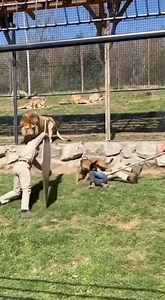 Dog is amazing 😍😍 | Beauty animals