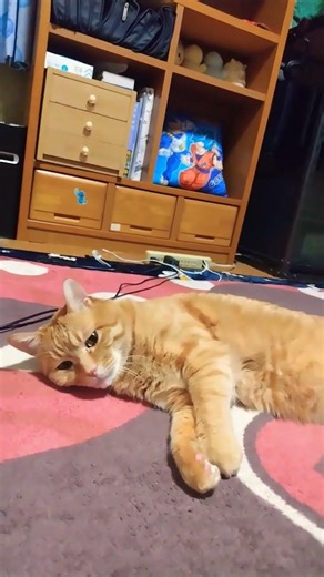 2階のホットカーペットの上に寝転がってる猫😺 #cat #かわいい猫 #cute #cutecat #茶トラ猫 #猫のいる暮らし #猫のいる生活 #猫好きさんと繋がりたい