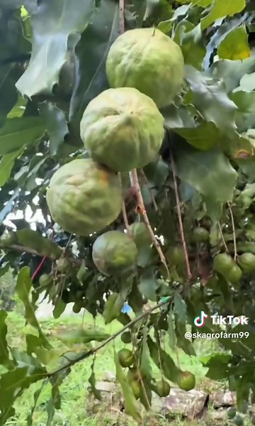Macadamia Farming at SK Agro Farm in Pokhara