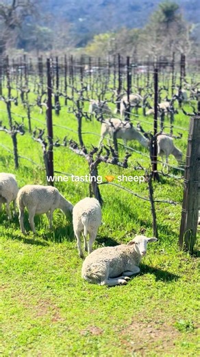 Wine tasting 🤝 sheep Our new friends are only here for a short period of time! Join us for a tasting and hangout with our sheep crew! Vibes are high over here at HALL🐑 #sustainability