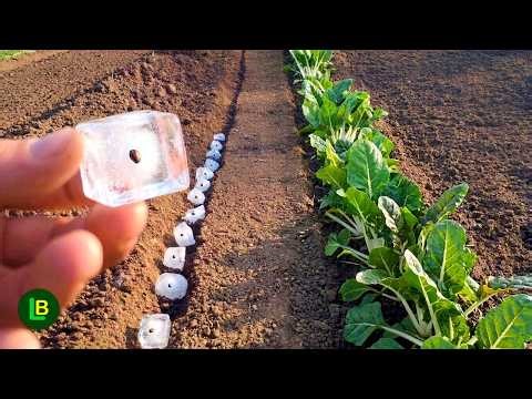 4 Genius Tricks to Sow Tiny Seeds – Perfect Spacing, No Thinning!